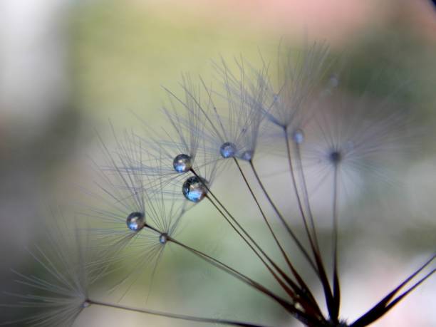 istock rain drops on dandelion seeds 1170564600