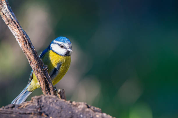 istock Cyanistes caeruleus or  Herrerillo Comun on a branch 1170565857