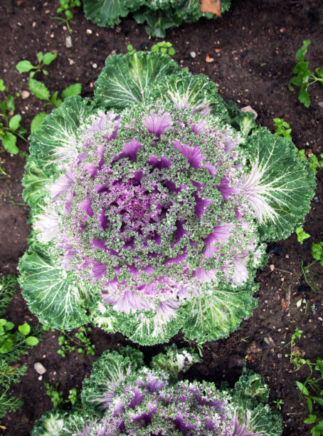 istock Head decorative color cabbage on the background of the soil 1170566174