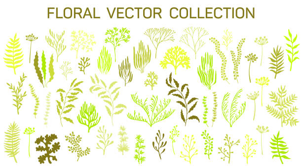 Floral vector set of branches, corals, seaweeds Willow and palm tree branches, fern twigs, lichen moss, mistletoe, summer grass herbs, dandelion flower vector illustrations set. Seaweeds and coral reef underwater plans. Aquarium, ocean marine algae moss stock illustrations