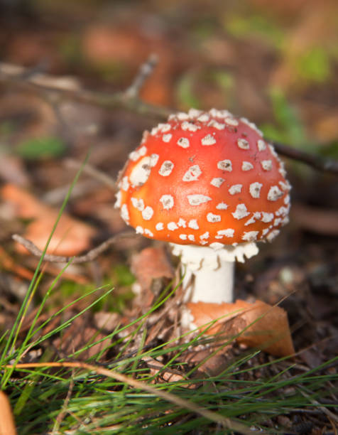 istock Poisonous red mushroom (muhomor) among the grass in autumn. 1170566521