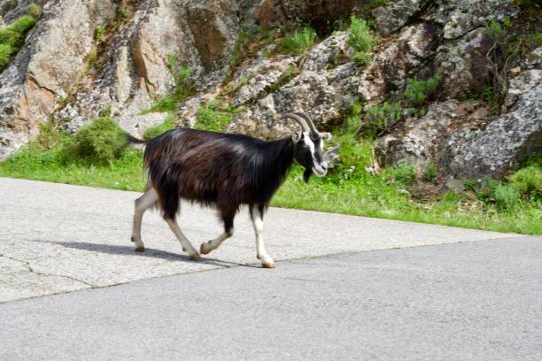 istock Wild dark brown goat with blue eyes 1170567418