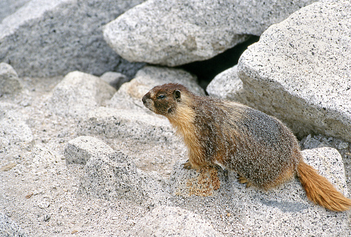 Yellow-bellied marmot, Marmota flaviventris, among granite boulders, Yosemite National Park, California, USA. Scanned film 1997.