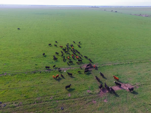 istock Agriculture and Livestock 1170568613