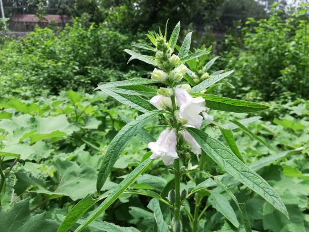 sesamum indicum, semsem, gingelly, semen sesami, sesamum orientale, sesame - semsem fotografías e imágenes de stock