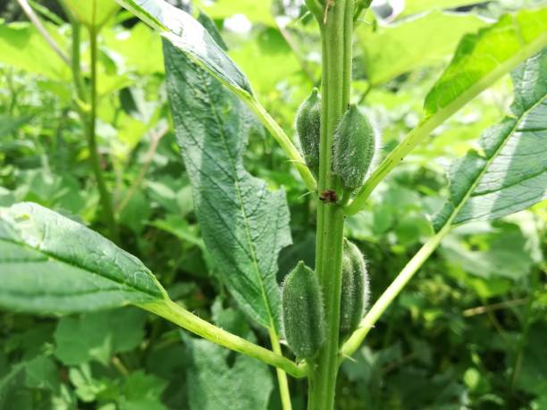 sesamum indicum, semsem, gingelly, semen sesami, sesamum orientale, sesame - semsem fotografías e imágenes de stock