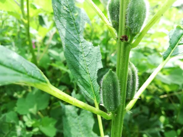 sesamum indicum, semsem, gingelly, semen sesami, sesamum orientale, sesame - semsem fotografías e imágenes de stock