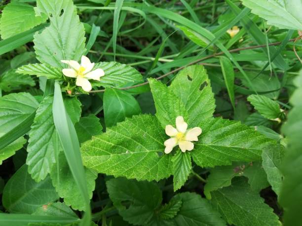 istock Common Wireweed, Morning mallow, Common Fanpetals, Sida acuta 1170570018