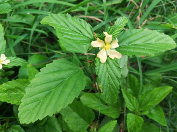 istock Common Wireweed, Morning mallow, Common Fanpetals, Sida acuta 1170570035