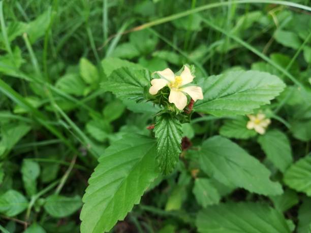 istock Common Wireweed, Morning mallow, Common Fanpetals, Sida acuta 1170570064