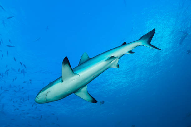 istock Directly Below a Blacktail Reef Shark Carcharhinus amblyrhynchos, Palau, Micronesia 1170570166