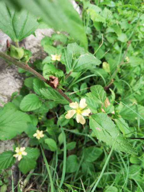 istock Common Wireweed, Morning mallow, Common Fanpetals, Sida acuta 1170570173