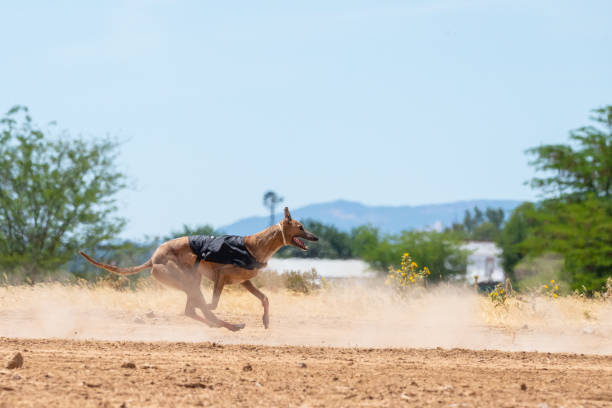 istock Spanish Greyhound running and looking at camera 1170571138