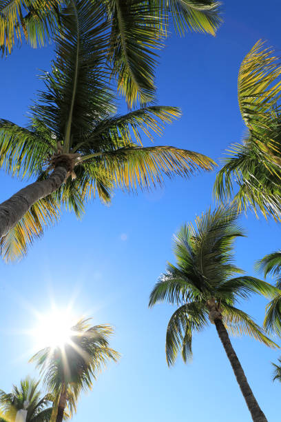istock palm tree leaves over blue sky with shining sun 1170572261