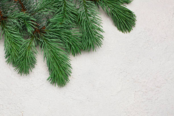 istock Christmas tree branch on white plaster stucco concrete texture background 1170572334