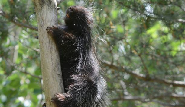 istock North American Porcupine Ascending Tree Trunk 1170572775