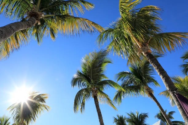istock palm tree leaves over blue sky with shining sun 1170572932
