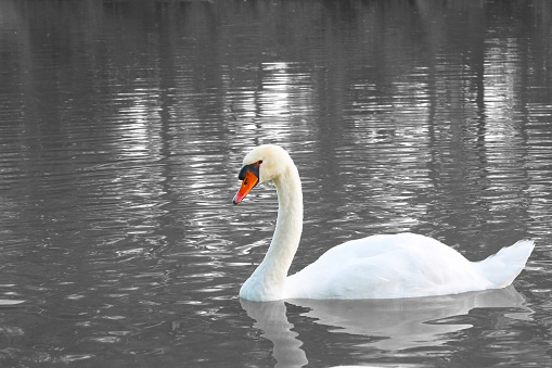 Widowed swan stays lonely. Broken love.