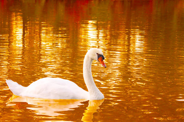 один белый лебедь на поверхности озера - water surface standing water swan mute swan стоковые фото и изображения