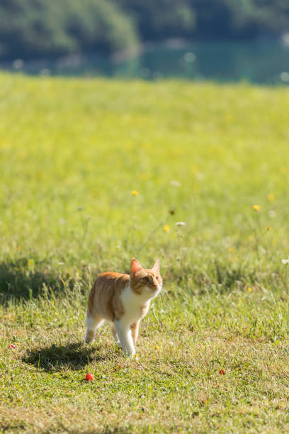 istock Red cat walking around in the garden 1170573890