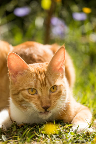 istock Red cat relaxing and resting in the wild 1170573926