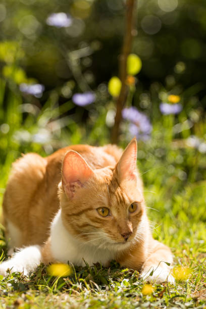 istock Red cat relaxing and resting in the wild 1170573927