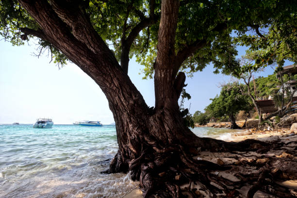 close up single tropical tree in water at beach of tropical island in Phuket, Thailand
