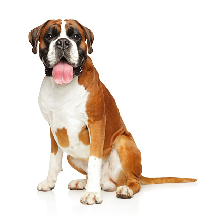 German Boxer dog sits in front of white background. Animal themes