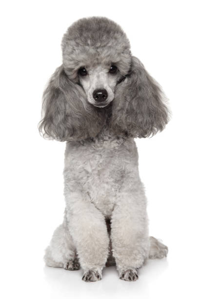 perro de poodle de juguete gris - caniche fotografías e imágenes de stock