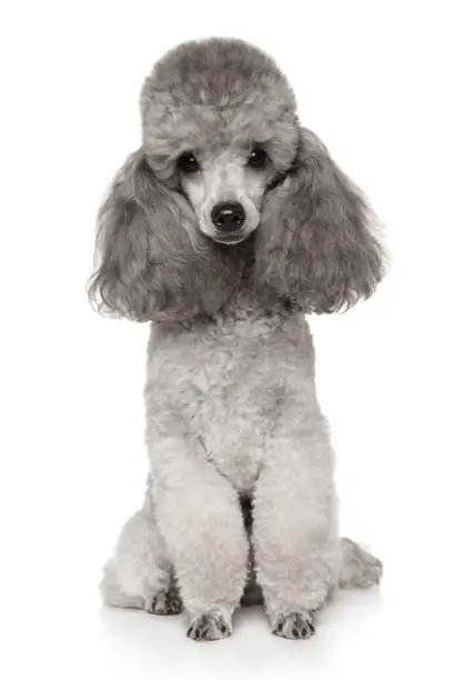 Photo of Gray Toy Poodle dog