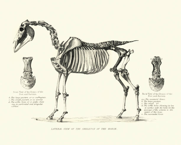 скелет лошади, гравюра xix века - horse animal skeleton anatomy animal stock illustrations