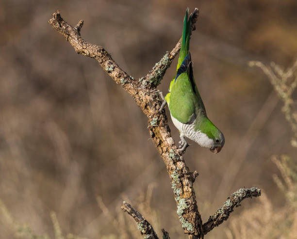 istock MONK PARAKEET EATING WILD FRUITS 1170576271
