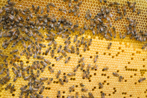 istock Yellow background, teamwork concept, Bees working on honey cell 1170576575