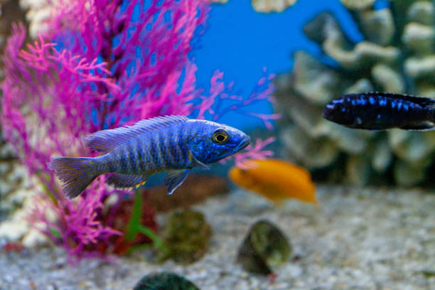 Exotic tropical fish from the warm ocean beautiful different bright colors purple Yellowfin surgeonfish Acanthurus xanthopterus closeup