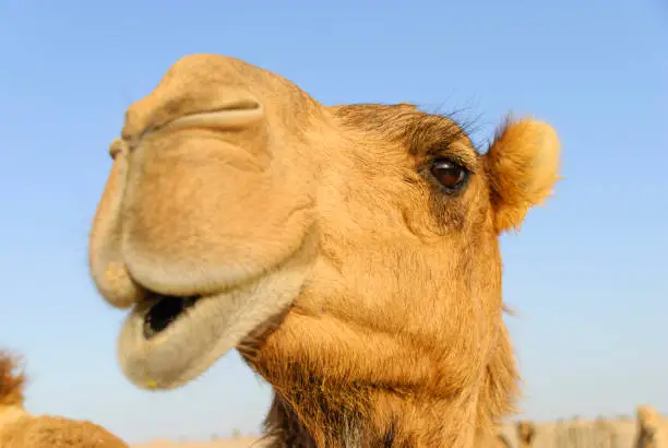 Photo of Camel