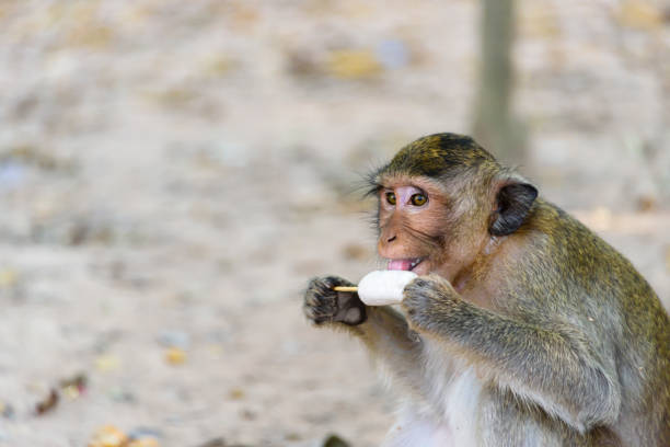 Macaque monkey eating an ice cream Macquaqe monkey, Siem Reap, Cambodia stealing ice cream stock pictures, royalty-free photos & images