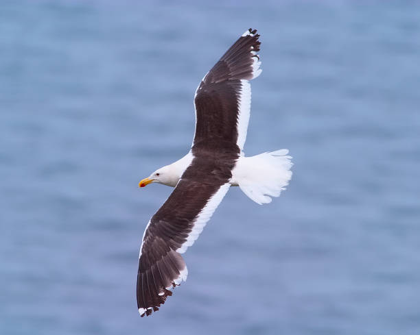 istock Adult Kelp Gull in flight 1170579159
