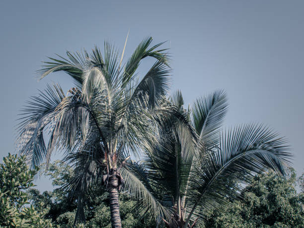 istock Beautiful palms stretches to the blue sky 1170579171