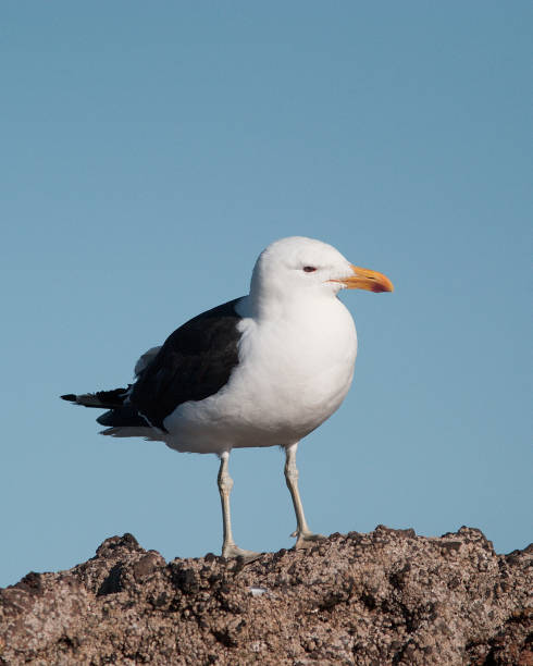 istock Adult Kelp Gull perches on coastal rocks 1170579174