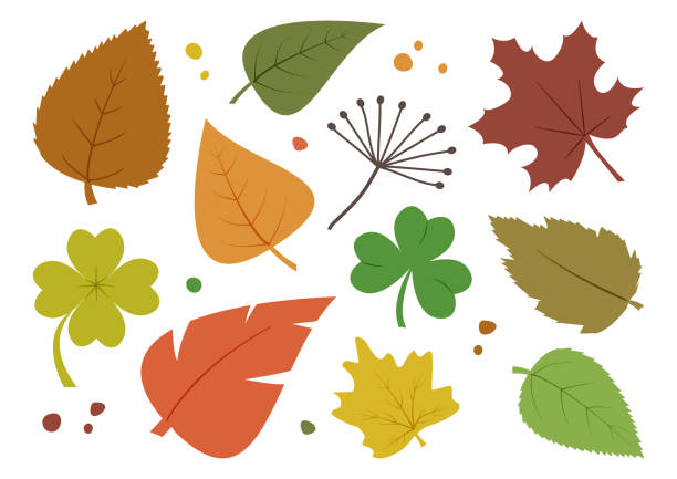 bunte satz von verschiedenen herbstblätter, von hand gezeichnet. vektor - poplar tree forest oak tree autumn stock-grafiken, -clipart, -cartoons und -symbole