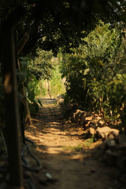 Dirt and muddy rural road.
