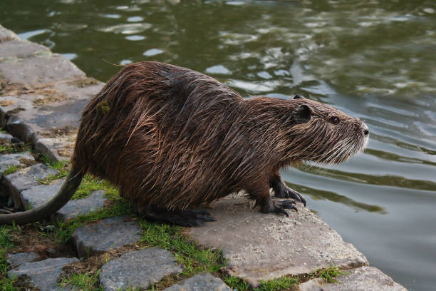 nutria coypu perto do lago - nutria rodent beaver water - fotografias e filmes do acervo