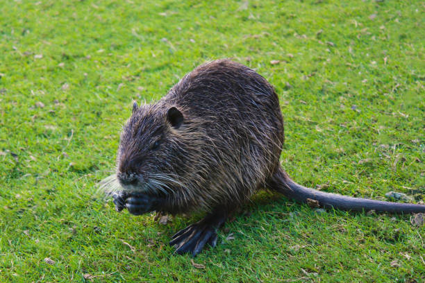 istock Nutria coypu near the lake 1170580272