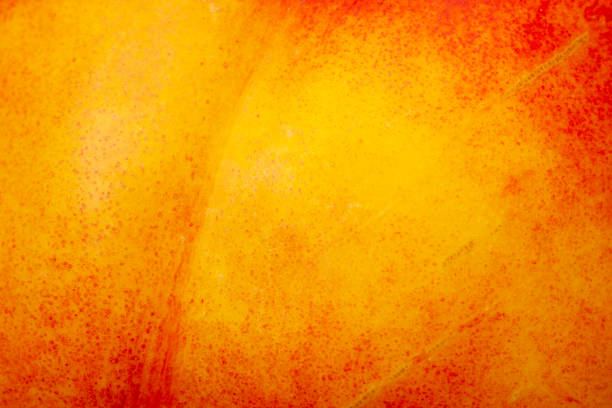 istock Close up nectarine skin. Fresh organic peaches. Fruit peaches background. 1170580656