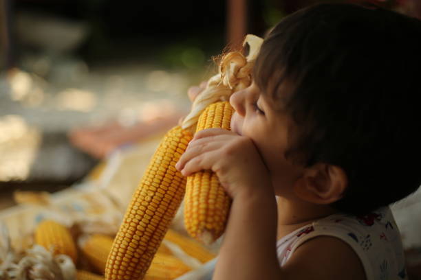 Little boy biting fresh corn on the cob