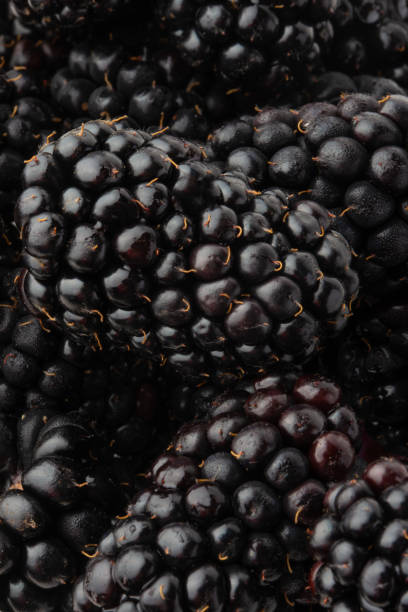 istock texture with blackberry closeup, background of berries, vertical frame 1170581564
