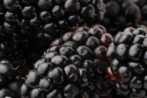 istock texture with blackberry closeup, background of berries, horizontal frame 1170581781
