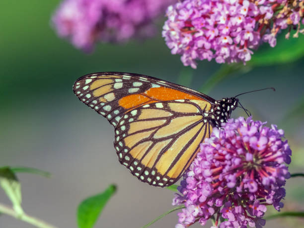 istock monarch butterfly,Danaus plexippus, 1170581803
