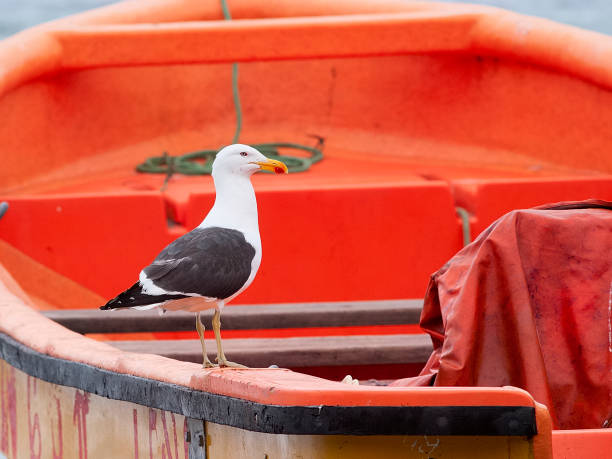 An Adult Kelp Gull perches on a small boat An Adult Kelp Gull (Larus dominicanus) perches on a small, orange fishing boat in southern Chile kelp gull stock pictures, royalty-free photos & images
