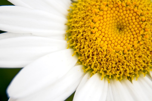 Closeup of a single daisy,